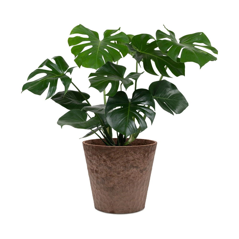monstera-deliciosa